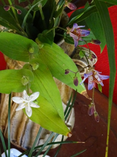 dsc00301-375x500