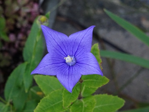 dsc01227-500x375