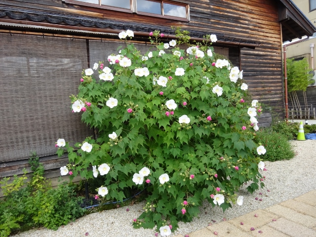 酔芙蓉が見事です 臨済宗妙心寺派 太白山 寳勝寺