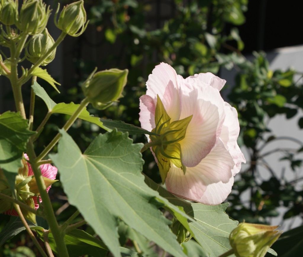 SONY DSC
