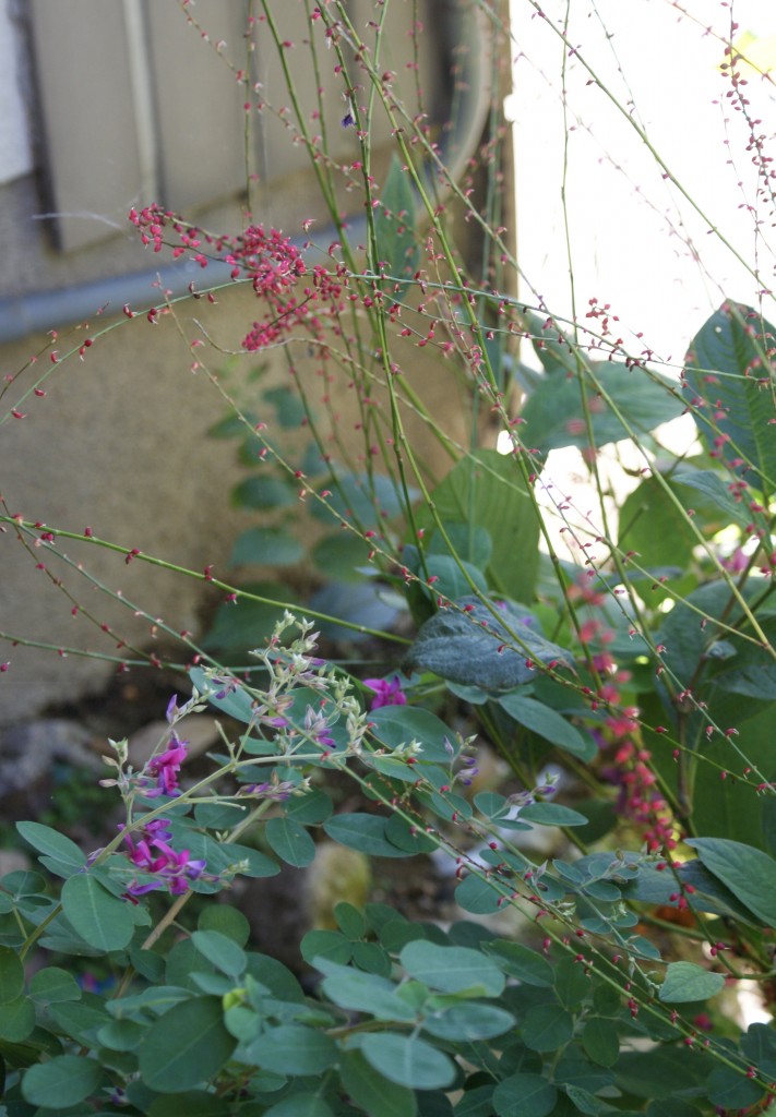 SONY DSC